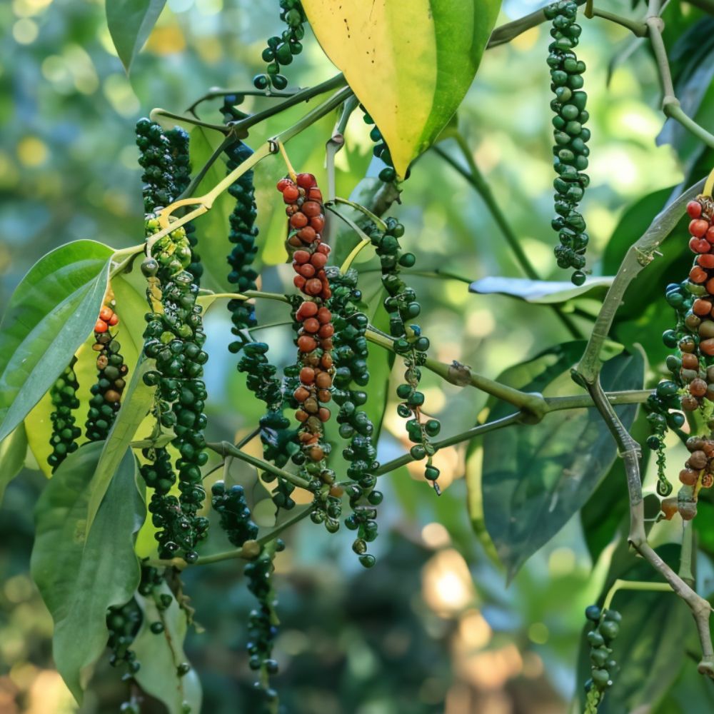 Keralagro Millet-Based Snacks