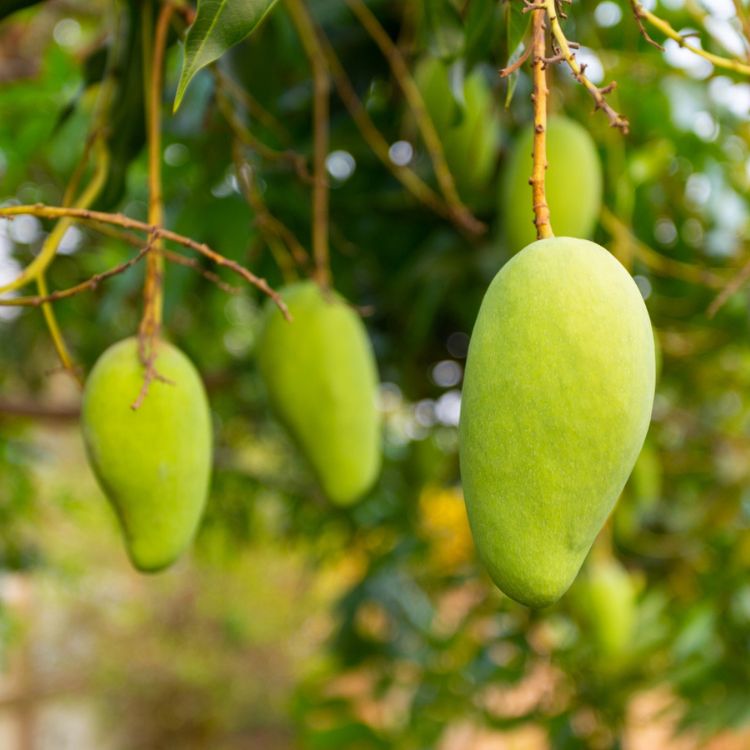 Keralagro Fresh Fruits and Vegetables from Kerala Farms